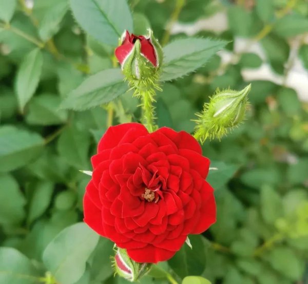 最值得种的红月季品种