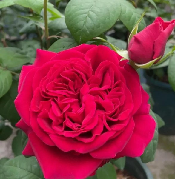 最值得种的红月季品种