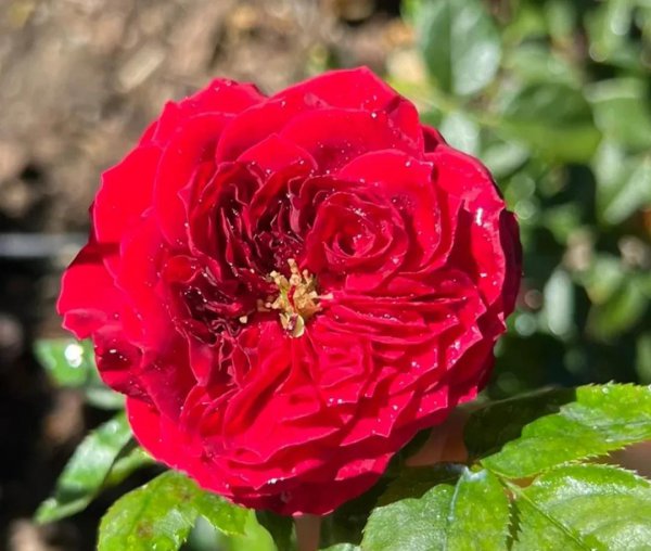 最值得种的红月季品种