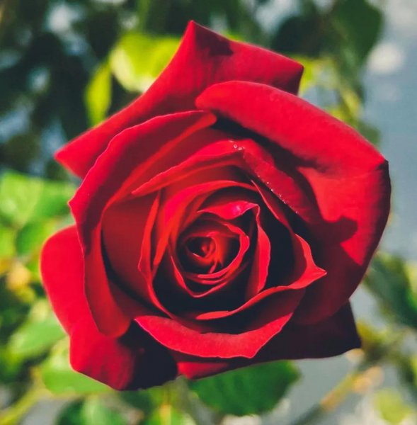 最值得种的红月季品种