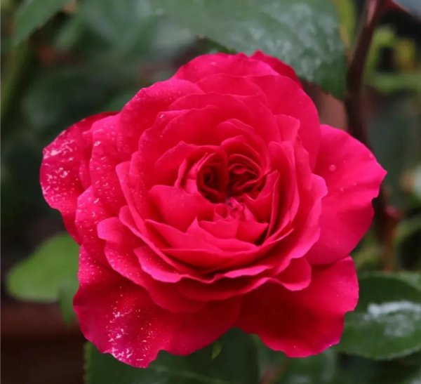 最值得种的红月季品种