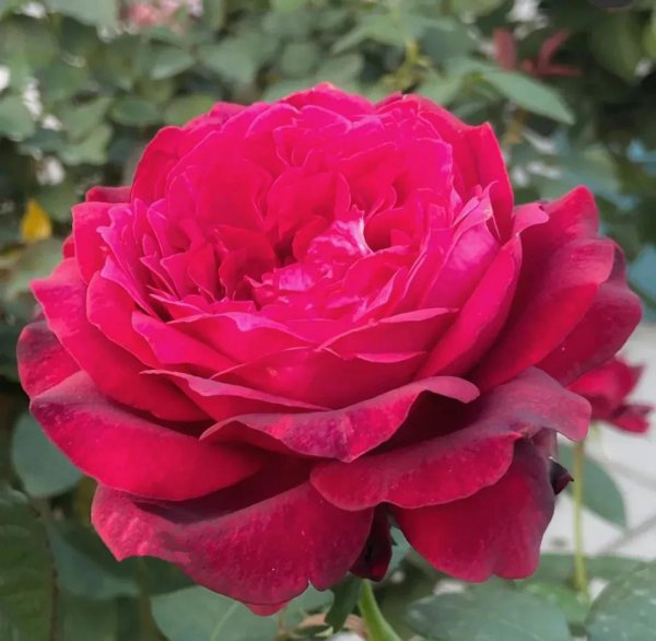 最值得种的红月季品种