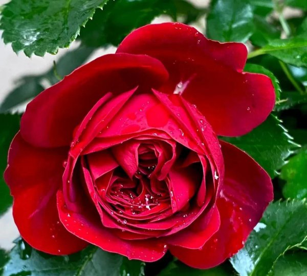 最值得种的红月季品种