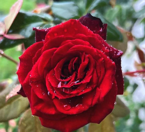 最值得种的红月季品种