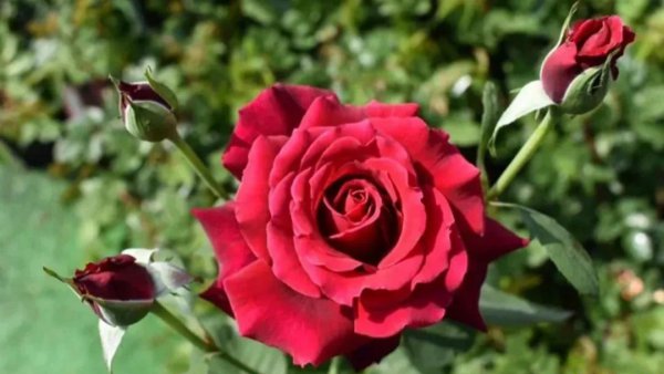 最值得种的红月季品种