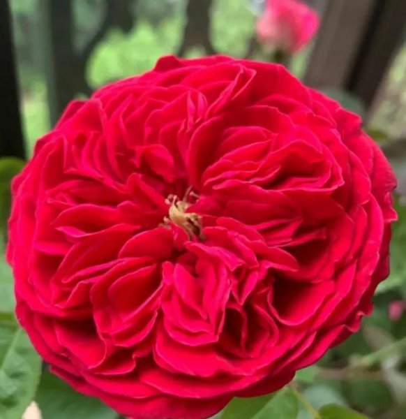 最值得种的红月季品种