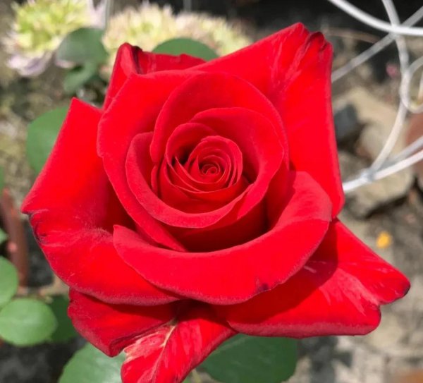 最值得种的红月季品种