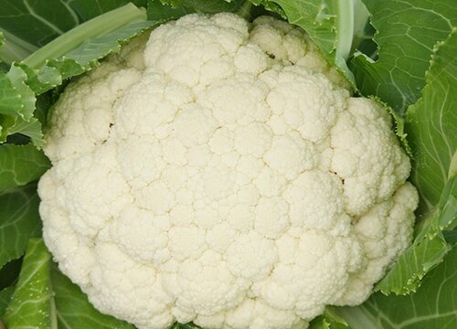 菜花什么时候成熟