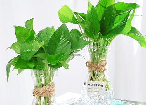 水养绿萝加什么东西长得旺盛