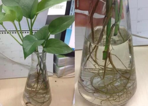 水养绿萝加什么东西长得旺盛