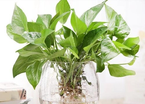 水养绿萝加什么东西长得旺盛