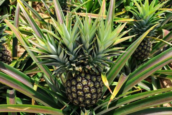 泰国小菠萝为啥那么甜