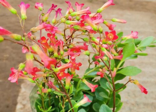 灯笼花适合家里养吗