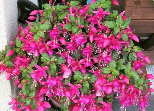 灯笼花适合家里养吗