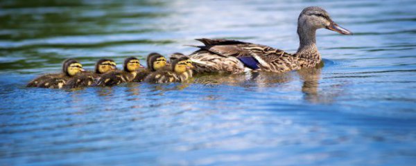 吃鸭头的好处和坏处