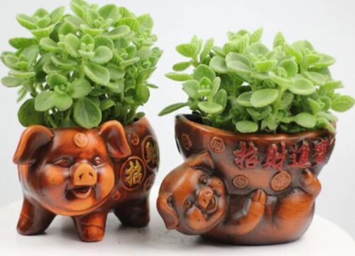 一抹香多少钱一盆