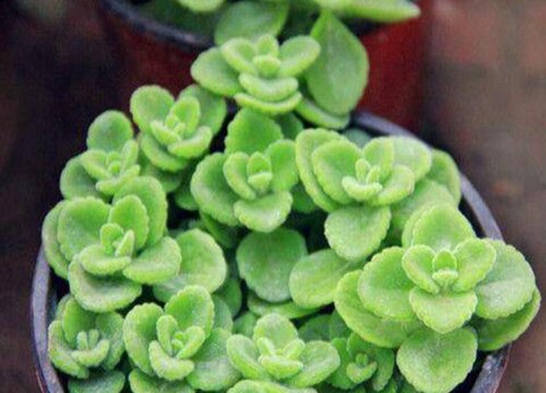 一抹香多少钱一盆