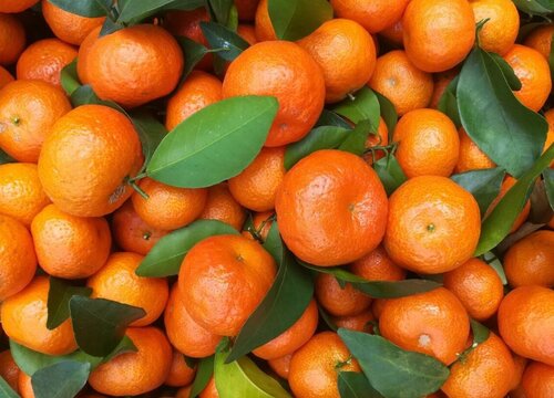 沙糖桔怎么保存才不会烂掉