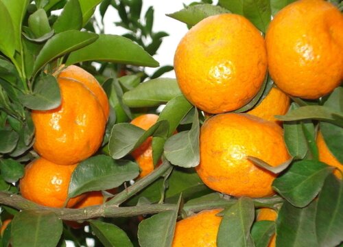 沙糖桔怎么保存才不会烂掉