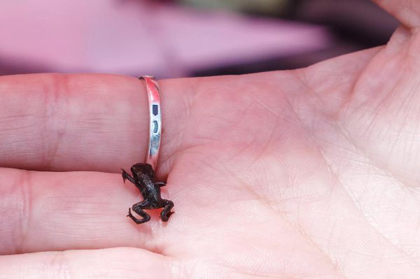 世界上有多少种青蛙