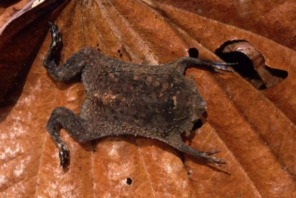 世界上有多少种青蛙