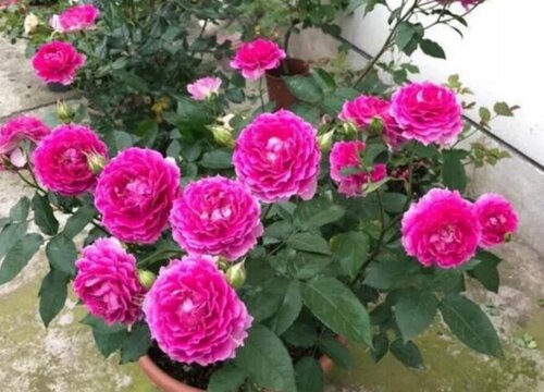 月季天方夜谭是藤本还是灌木