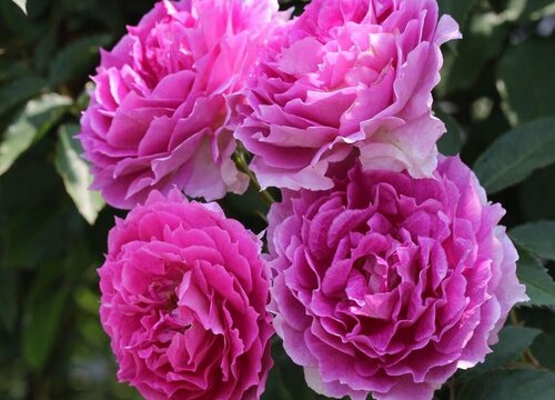 月季天方夜谭是藤本还是灌木