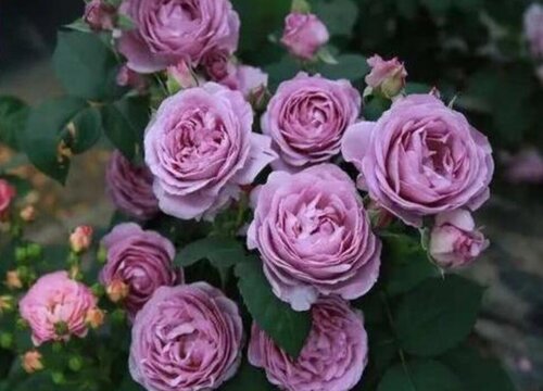 蓝色风暴月季是藤本还是灌木