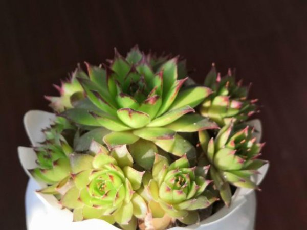 多肉植物夏季如何浇水