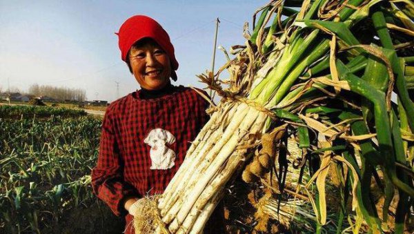 大葱怎么施肥料才能高产