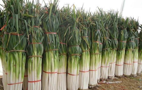 大葱怎么施肥料才能高产