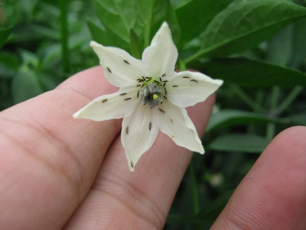 吡虫啉可以和啶虫脒一起使用吗