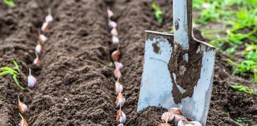 大蒜发叉是怎么回事