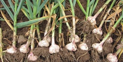 大蒜发叉是怎么回事