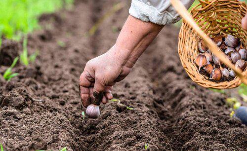 大蒜发叉是怎么回事