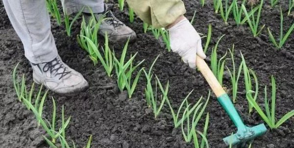 大蒜发叉是怎么回事