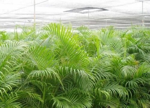 凤尾葵的养殖方法