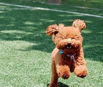 泰迪多大算成犬