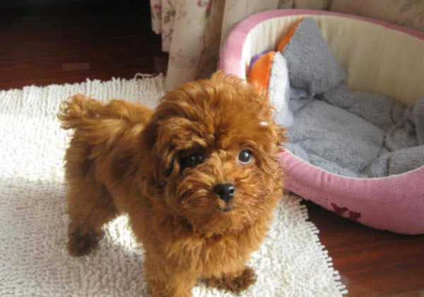 泰迪多大算成犬