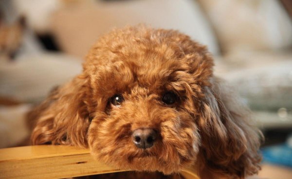 泰迪多大算成犬