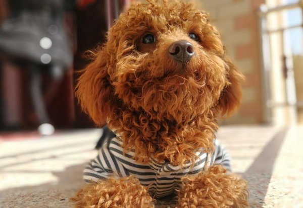 泰迪多大算成犬