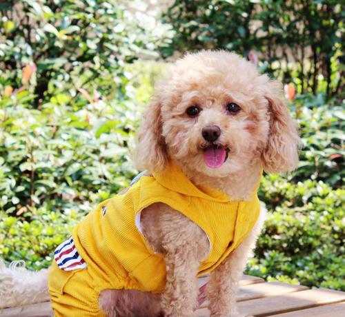 泰迪多大算成犬