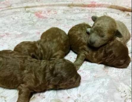 泰迪多大算成犬