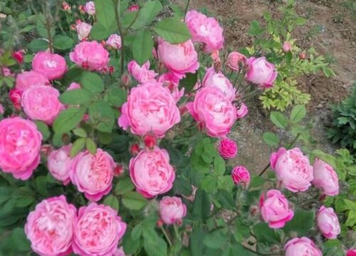 月季树怎么修剪好看