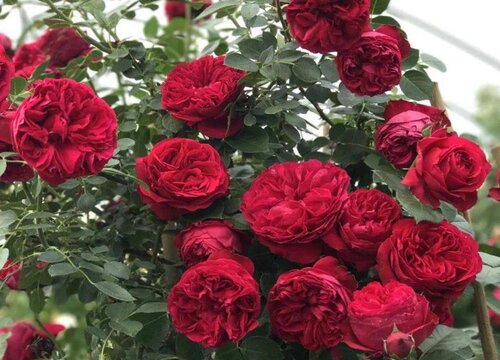 月季树怎么修剪好看