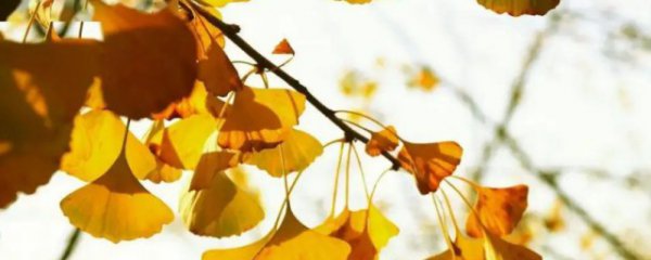 银杏树怎么养才长得好呢