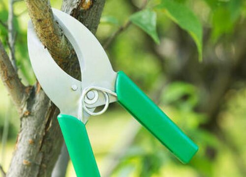 柿子树几月份嫁接最好