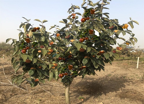 柿子树几月份嫁接最好