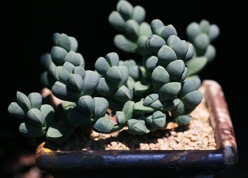 多肉鹿角海棠的养殖方法和注意事项