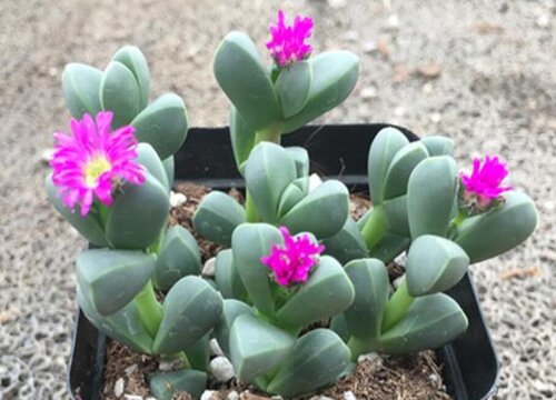 多肉鹿角海棠的养殖方法和注意事项